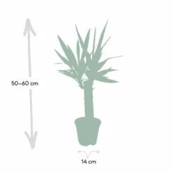 Yucca - H40cm, ø14cm - Plante D'intérieur -Jardin Harmonie Soldes Boutique dfb4e1d60cd870d4