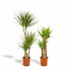 Yucca, Dracaena, Duo De Plantes - Grandes Plantes D'intérieur -Jardin Harmonie Soldes Boutique dfeff878ac5be6f2