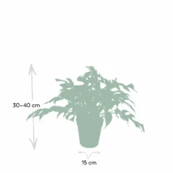 Monstera Minima - H25cm, ø15cm - Plante D'intérieur -Jardin Harmonie Soldes Boutique e0cdad191f93fb5b