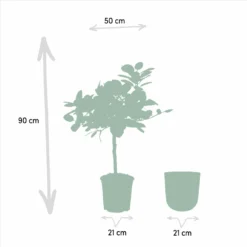 Ficus Benghalensis Et Son Cache-pot Noir - H90cm, ø21cm - Grande Plante D'intérieur -Jardin Harmonie Soldes Boutique e0dd85a61373fafe