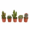 Cactus, Box De 5 Plantes - H8cm, ø5,5cm - Plantes D'intérieur 2 Cactus, Box De 5 Plantes - H8cm, ø5,5cm - Plantes D'intérieur -Jardin Harmonie Soldes Boutique e13654ba58da4faa