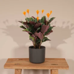 Calathea Crocata - H40cm, ø14cm - Plante D'intérieur -Jardin Harmonie Soldes Boutique e1ba9af8ad1d01d4