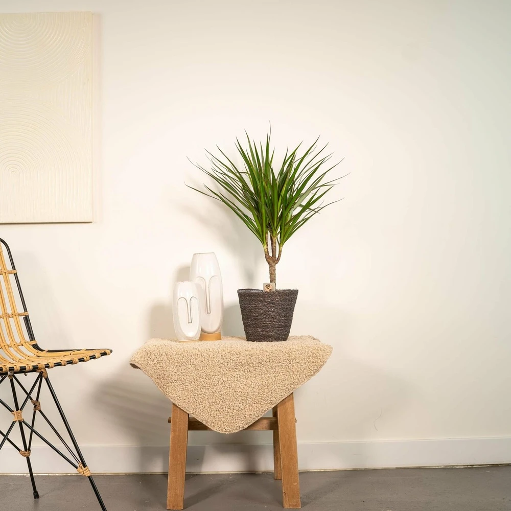 Dracaena Marginata - H60cm, ø14cm - Plante D'intérieur 4 Dracaena Marginata - H60cm, ø14cm - Plante D'intérieur – Image 2