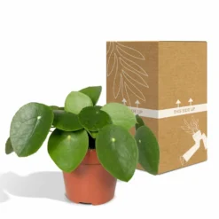 Pilea Peperomiodes - H20cm, ø12cm - Plante D'intérieur -Jardin Harmonie Soldes Boutique e3261d67a7583edf