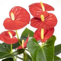 Anthurium Rouge - H40cm, ø12cm - Plante D'intérieur -Jardin Harmonie Soldes Boutique e3860a8fe5bc4c77