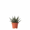 Haworthia - H11cm, ø6cm - Plante D'intérieur -Jardin Harmonie Soldes Boutique e3fdcc45736bd75c