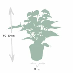 Anthurium Rouge - H55cm, ø17cm - Plante D'intérieur -Jardin Harmonie Soldes Boutique e46a1e8eea14aaae