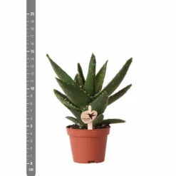 Aloe Brevifolia - H14cm, ø6cm - Plante D'intérieur Facile D'entretien -Jardin Harmonie Soldes Boutique e4866a2fa84e2daf