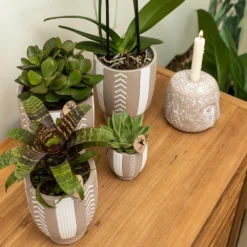 Echeveria Miranda - H13cm, ø9cm - Plante D'intérieur -Jardin Harmonie Soldes Boutique e48b09644112b9bd