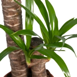 Yucca - H85cm, ø17cm - Grande Plante D'intérieur -Jardin Harmonie Soldes Boutique e6744fd062df925f