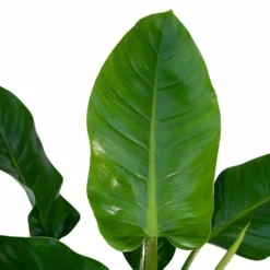Philodendron Imperial Green - H65cm - ø19cm - Plante D'intérieur -Jardin Harmonie Soldes Boutique e723cfe7a68afb1b