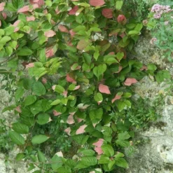 Actinidia Kolomikta - Actinidia Kolomikta 3l -Jardin Harmonie Soldes Boutique e80ca545c0eec709