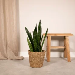 Sansevieria Zeylanica - H65cm, ø17cm - Plante D'intérieur Sans Entretien -Jardin Harmonie Soldes Boutique e9518cf0e0885d55