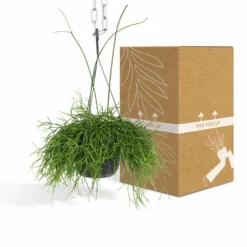 Rhipsalis Baccifera - H30cm, ø12cm - Plante D'intérieur Tombante -Jardin Harmonie Soldes Boutique e978edd2f51248df