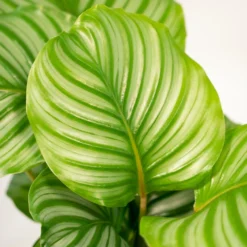 Calathea Orbifolia Et Son Panier Naturel - H65cm, ø19cm - Plante D'intérieur -Jardin Harmonie Soldes Boutique e9c503b56a227f5c