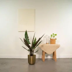 Alocasia Lauterbachiana - H80cm, ø19cm - Grande Plante D'intérieur -Jardin Harmonie Soldes Boutique ea09580894c9defe