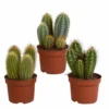 Cactus, Box De 3 Plantes - H15cm, ø10,5cm - Plantes D'intérieur -Jardin Harmonie Soldes Boutique ea5409007f7371b7