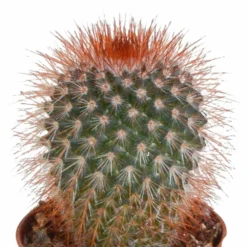 Cactus, Box De 5 Plantes - H8cm, ø5,5cm - Plantes D'intérieur -Jardin Harmonie Soldes Boutique eabf162e297f7ccf