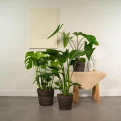 Delicious Monstera, Alocasia Zebrina, Strelitzia Nicolai - Plantes D'intérieur -Jardin Harmonie Soldes Boutique eb2f55061f8f82f6