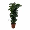 Monstera Deliciosa Xxl - H150cm, ø24cm - Très Grande Plante D'intérieur