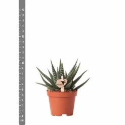 Haworthia - H11cm, ø6cm - Plante D'intérieur -Jardin Harmonie Soldes Boutique eb6d65895f5d6334