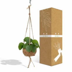 Kokodama Pilea Peperomiodes - H20cm, ø15cm - Plante D'intérieur Tombante -Jardin Harmonie Soldes Boutique ede372accb1e546e