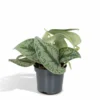 Pothos Scindapsus Pictus Epipremnum - H15cm, ø12cm - Plante D'intérieur Tombante 1 Pothos Scindapsus Pictus Epipremnum - H15cm, ø12cm - Plante D'intérieur Tombante -Jardin Harmonie Soldes Boutique ee5670c5e93d6a40