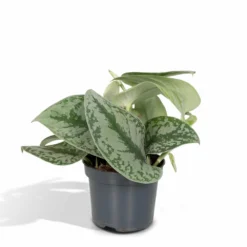 Pothos Scindapsus Pictus Epipremnum - H15cm, ø12cm - Plante D'intérieur Tombante