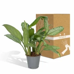 Aglaonema Christina - H30cm, ø12cm - Plante D'intérieur -Jardin Harmonie Soldes Boutique f0caf2476ad693a9