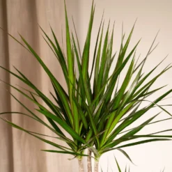 Dracaena Marginata - H100cm, ø19cm - Très Grande Plante D'intérieur -Jardin Harmonie Soldes Boutique f23e880432de9a1d
