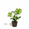 Delicious Monstera Et Son Panier Noir - H80cm, ø21cm - Plante D'intérieur -Jardin Harmonie Soldes Boutique f2ee734857389449