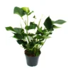 Flamant Flamant Blanc, Anthurium Anderanum, Pot De 17cm -Jardin Harmonie Soldes Boutique f35ea9b05bee7344