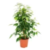 Ficus Benjamini "anastasia", Bouleau Figue 14cm -Jardin Harmonie Soldes Boutique f35f3d2742d3a87d