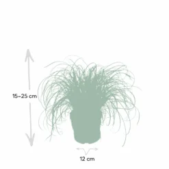 Herbe à Chat - H20cm, ø12cm - Plante D'intérieur -Jardin Harmonie Soldes Boutique f3d68845697a0a0e