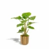 L'alocasia Portodora Et Son Cache-pot Doré - H80cm, ø21cm - Grande Plante D'intérieur -Jardin Harmonie Soldes Boutique f4aa3575456e4e01