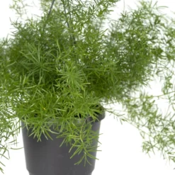 Asparagus Sprengeri Hang - H35cm, ø17cm - Plante D'intérieur Tombante -Jardin Harmonie Soldes Boutique f51ab602254636cf