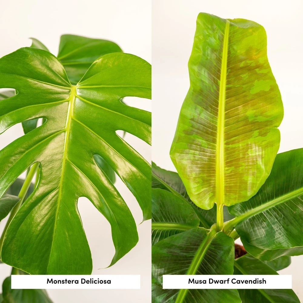 Monstera Deliciosa, Bananier Musa Et Leurs Paniers Noirs, Duo De Plantes - Grandes Plantes D'intérieur 5 Monstera Deliciosa, Bananier Musa Et Leurs Paniers Noirs, Duo De Plantes - Grandes Plantes D'intérieur – Image 3