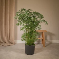 Polyscias Fruticosa - H75cm, ø21cm - Grande Plante D'intérieur -Jardin Harmonie Soldes Boutique f5c3050f7d15c9df