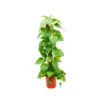 Epipremnum Aureum, Queue De Lierre Sur Bâtonnet De Mousse -Jardin Harmonie Soldes Boutique f6d89fd636c617f3