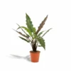 Alocasia Lauterbachiana - H80cm, ø19cm - Grande Plante D'intérieur -Jardin Harmonie Soldes Boutique f6e004fafb870786