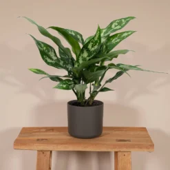 Aglaonema Maria - H30cm, ø12cm - Plante D'intérieur -Jardin Harmonie Soldes Boutique f6e6e4505043765c