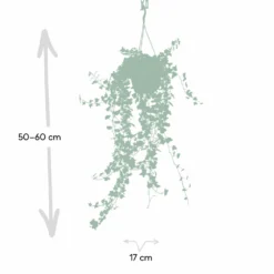 Hedera Lierre Tombant - H70cm, ø17cm - Plante D'intérieur Tombante -Jardin Harmonie Soldes Boutique f6faa6832659546c