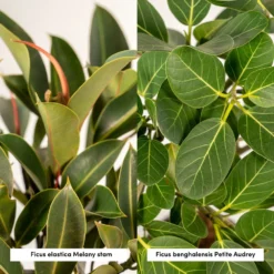 Ficus Elastica Melany, Ficus Benghalensis Audrey, Duo De Plantes - Grandes Plantes D'intérieur -Jardin Harmonie Soldes Boutique f729e24a871c700d