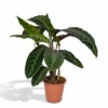 Calathea Warscewiczii - H70cm, ø19cm - Grande Plante D'intérieur -Jardin Harmonie Soldes Boutique f901a92ef6062990