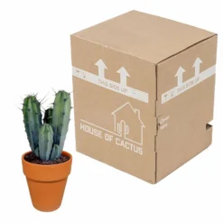 Myrtillocactus Et Son Cache-pot En Terracotta - H40cm, ø17cm - Plante D'intérieur -Jardin Harmonie Soldes Boutique f9dc4db908057f89