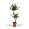 Dracaena Marginata - H100cm, ø19cm - Très Grande Plante D'intérieur -Jardin Harmonie Soldes Boutique fa16cb952ded9c1c
