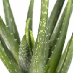 Aloe Vera - H30cm, ø12cm - Plante D'intérieur Succulente -Jardin Harmonie Soldes Boutique fa69020b35583d86