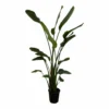 Strelitzia Nicolai Xxl - H180cm, ø24cm - Très Grande Plante D'intérieur -Jardin Harmonie Soldes Boutique fb7f0369aabb9226