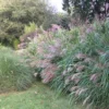Miscanthus 'gracillimus' - 3l