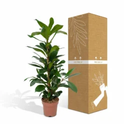 Ficus Cyathistipula - H80cm, ø21cm - Grande Plante D'intérieur -Jardin Harmonie Soldes Boutique fc62b6ae0582e524
